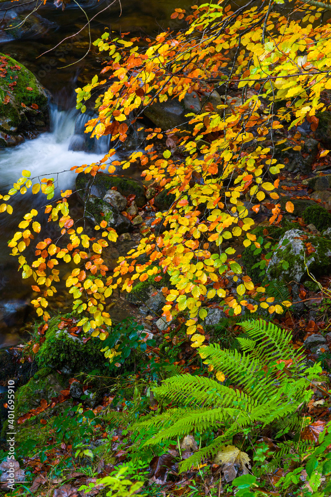 Landscapes and fall colors in the Redes Natural Park, in the Caso Council. Asturias, Spain, Europe Landscapes and fall colors in the Redes Natural Park, in the Caso Council. Asturias, Spain, Europe