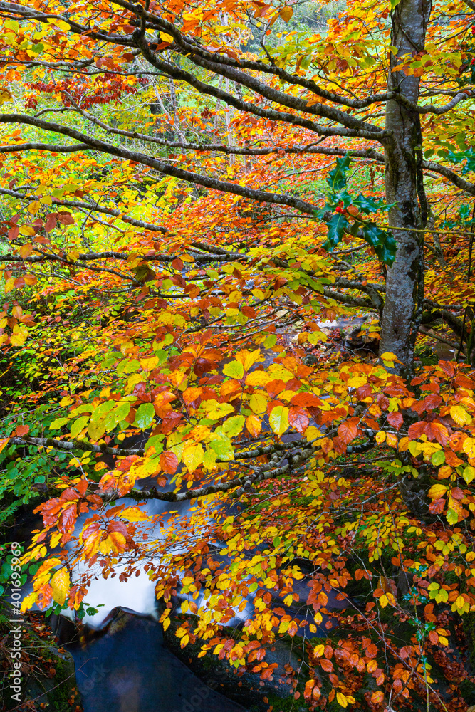 Landscapes and fall colors in the Redes Natural Park, in the Caso Council. Asturias, Spain, Europe Landscapes and fall colors in the Redes Natural Park, in the Caso Council. Asturias, Spain, Europe