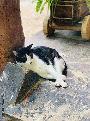 Fototapeta Naklejka Na Ścianę i Meble -  Sleeping Cat In Tulum, Mexico