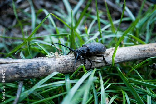 Small beetle in the forest.