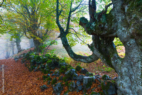 Hayedo en otoño,ITINERARIO TABALLON DE MONGAYU PARQUE NATURAL REDES CONCEJO CASO ASTURIAS OTOÑO BOSQUES ATLANTICOS CADUCIFOLIOS COLORES photo