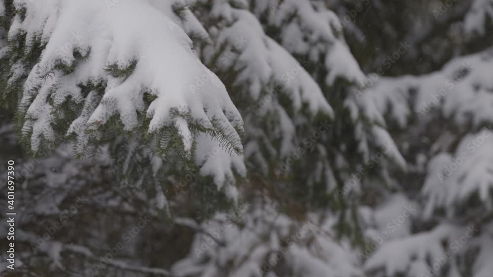 The branches of the Christmas tree are covered with snow. Background of blizzard and wind with snowfall.