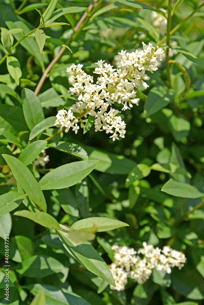 Inflorescences of ordinary turquoise (Ligustrum vulgare L.) Inflorescences of ordinary turquoise (Ligustrum vulgare L.)