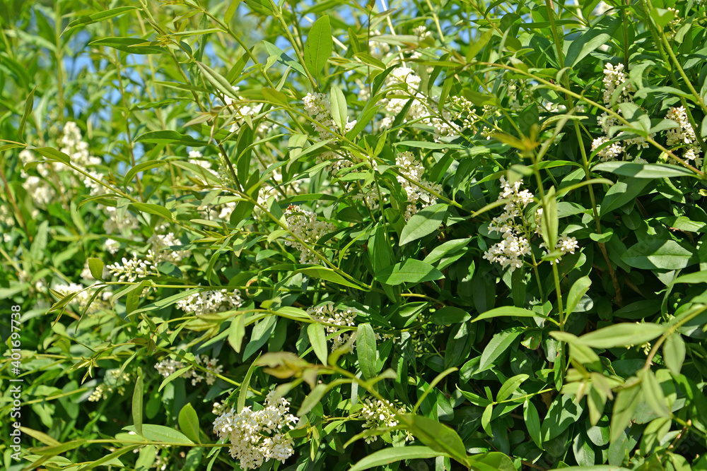 Blossoming of common privet (Ligustrum vulgare L.)