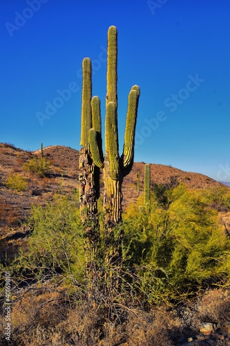 Cactus, Saguaro, Carnegiea gigantea, close-up in winter on the South Mountain Park and Preserve, Pima Canyon Trail, Phoenix, Southern Arizona desert. United States. © Jeremy