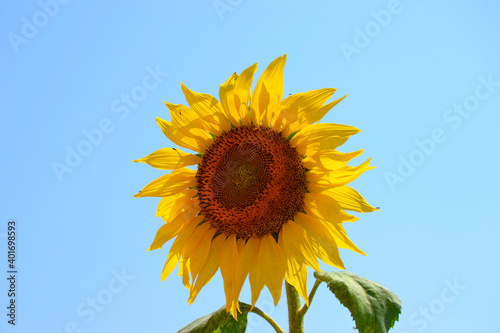 Sunflower  Helianthus annuus  with the sky as a background.
