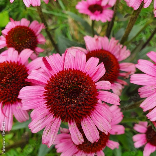 pink flower  ehinacea purpurea