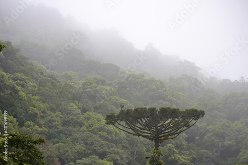 Araucaria (Araucaria angustifolia) highlighted in front, with the atlantic forest in the background, covered by the fog of the day, in the city of Apiaí, São Paulo. photo