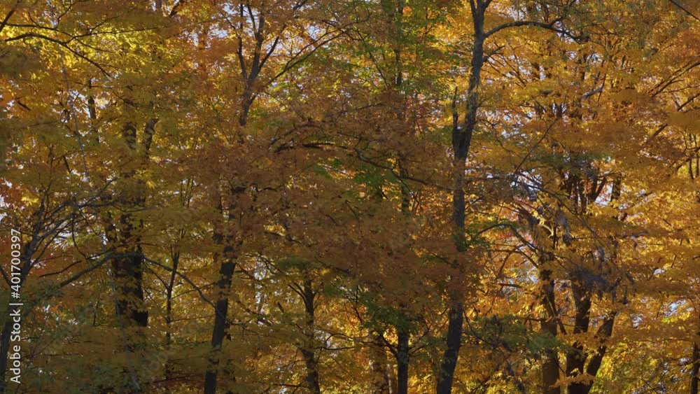 Bright Colourful Forest In Fall, Tree Leaves Changing Colours In Autumn Bright Colourful Forest In Fall, Tree Leaves Changing Colours In Autumn