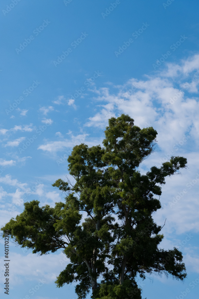 Obraz premium Lonely tall tree.