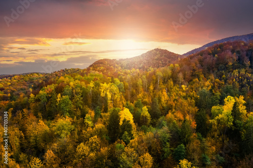 Aerial view of high mountain hills covered with dense yellow forest and green spruce trees in autumn. © bilanol