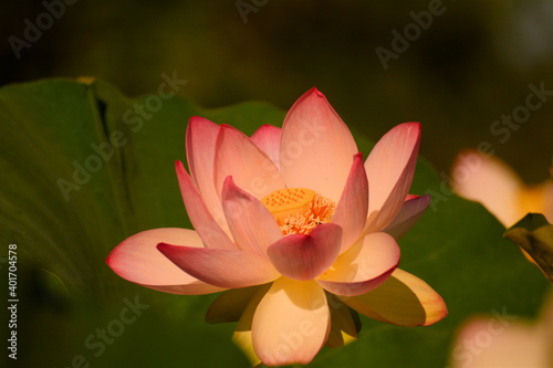 Lotus Blooms