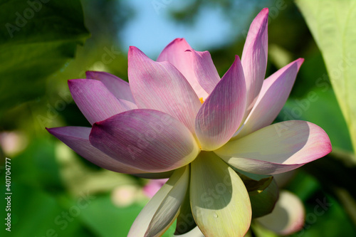 Lotus Blooms