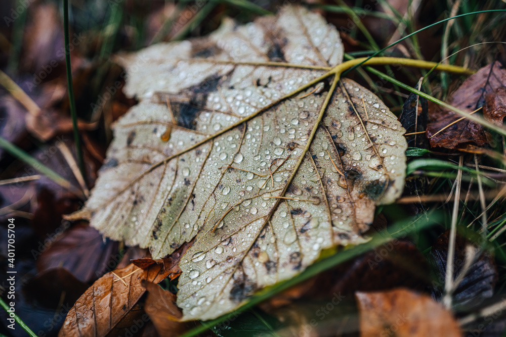 Detail photo of water drops on an autumn leaf. Small shiny rain doplets on a fallen leaves. Macro photo of water drops. Detail photo of water drops on an autumn leaf. Small shiny rain doplets on a fallen leaves. Macro photo of water drops.