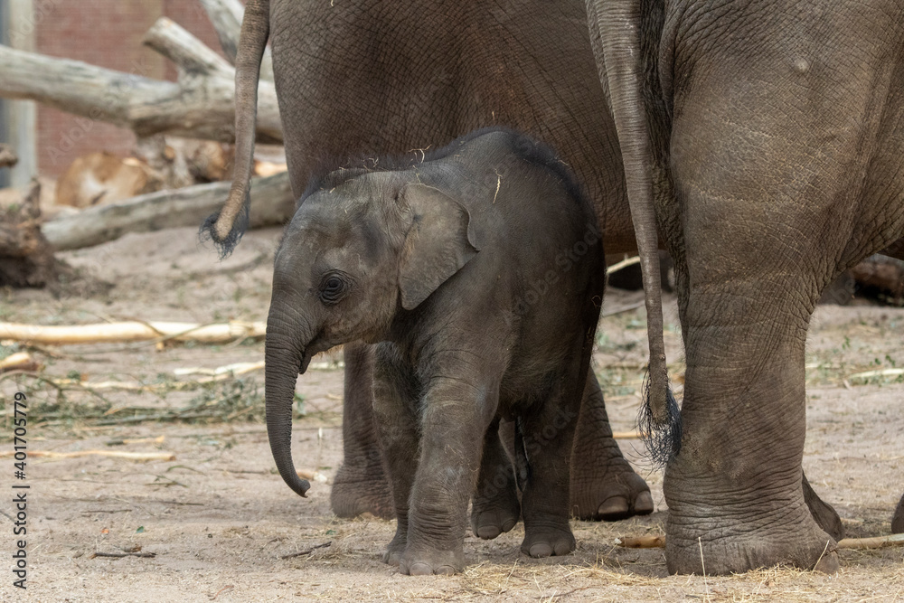 Fototapeta premium Young elephant in the vicinity of his mother and other elephants