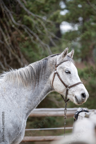 Autumn portrait of white horse tied to a post in stable ranch outdoor on green pine tree background