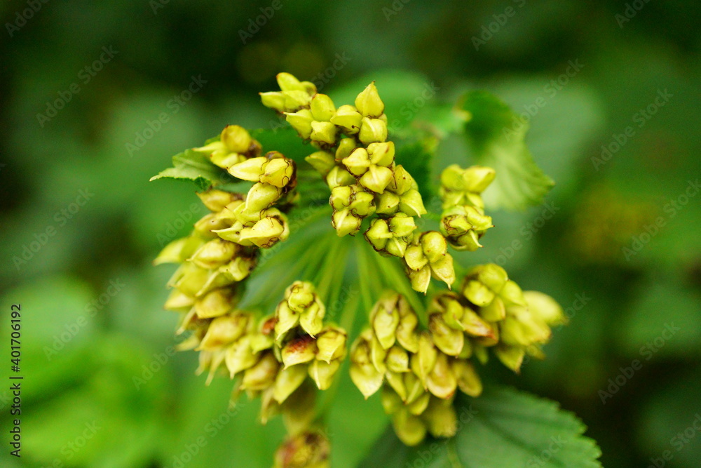 Macro photography of green buds in forest Macro photography of green buds in forest