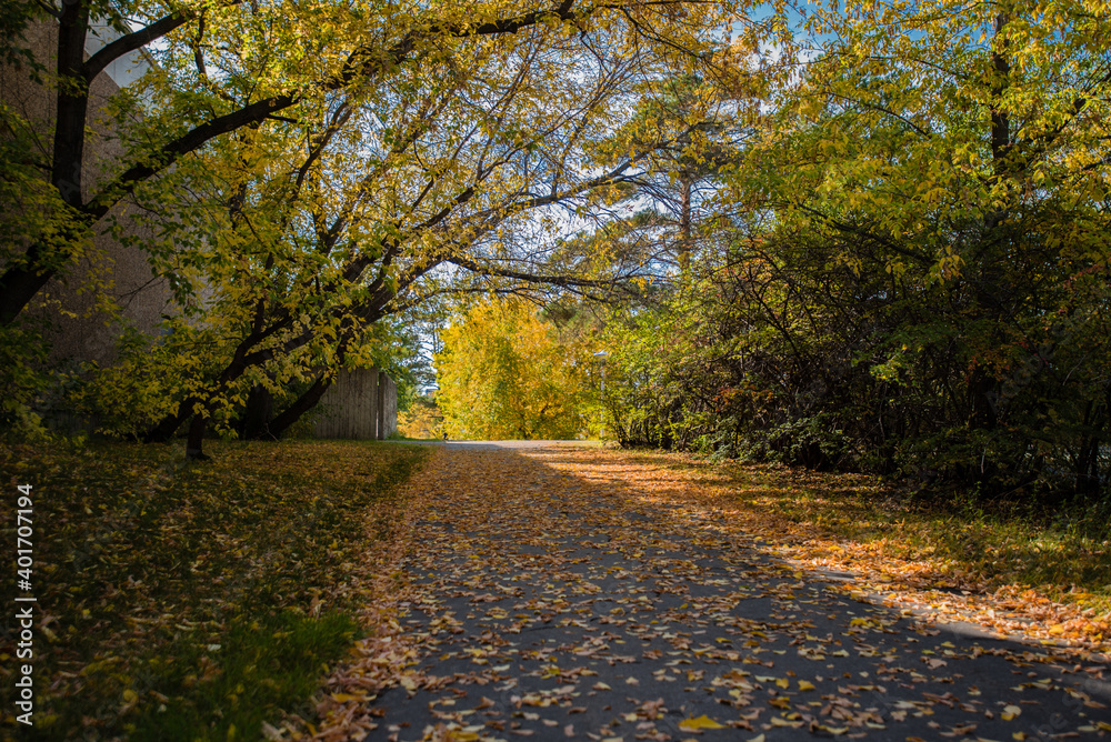 Fototapeta premium autumn in the park