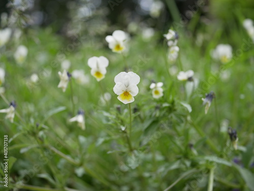 Flowering white-yellow field violets on a sunny spring day. Wildflowers are natural.