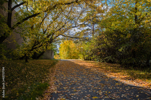 autumn in the park