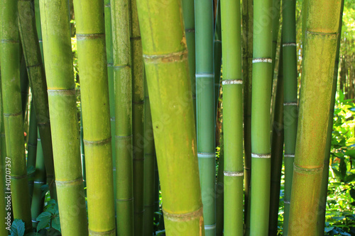 Fototapeta Naklejka Na Ścianę i Meble -  The famous Prafrance bamboo garden, a wonderful exotic garden at Anduze, France
