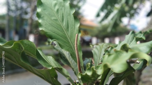 Fresh and beautiful broad green leaves