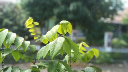 fresh plant in the morning