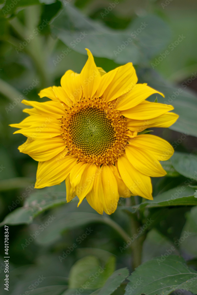 sunflower, girassol sunflower, girassol
