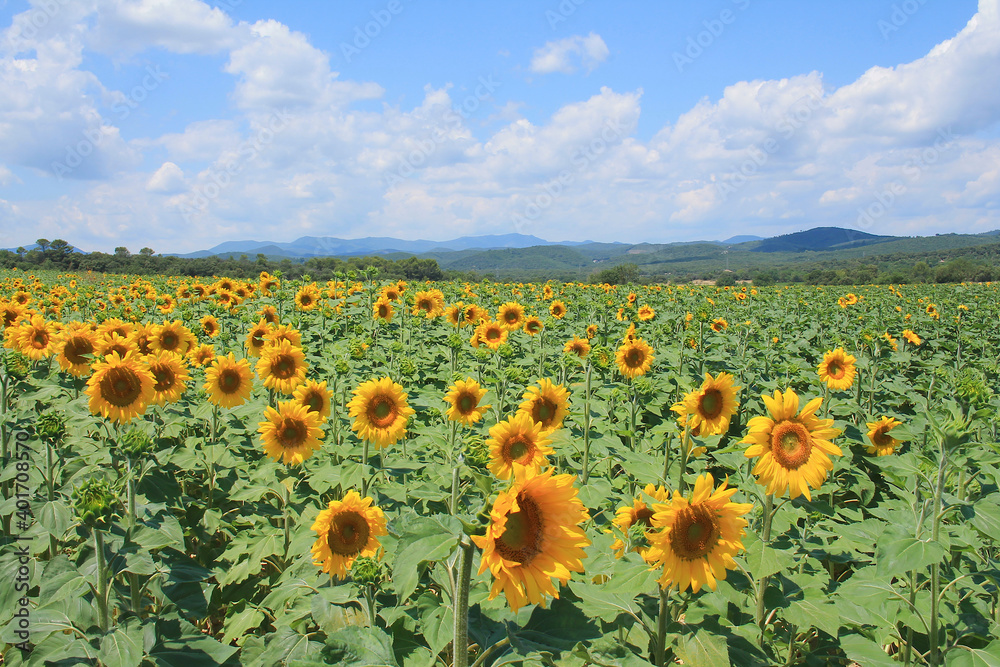 Obraz premium Sunflower field in the Gard region in France 