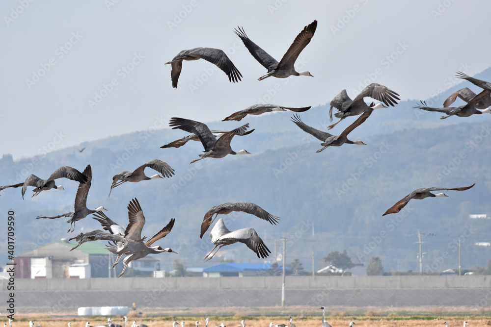 日本飛来する渡り鳥　鶴　鹿児島県出水平野