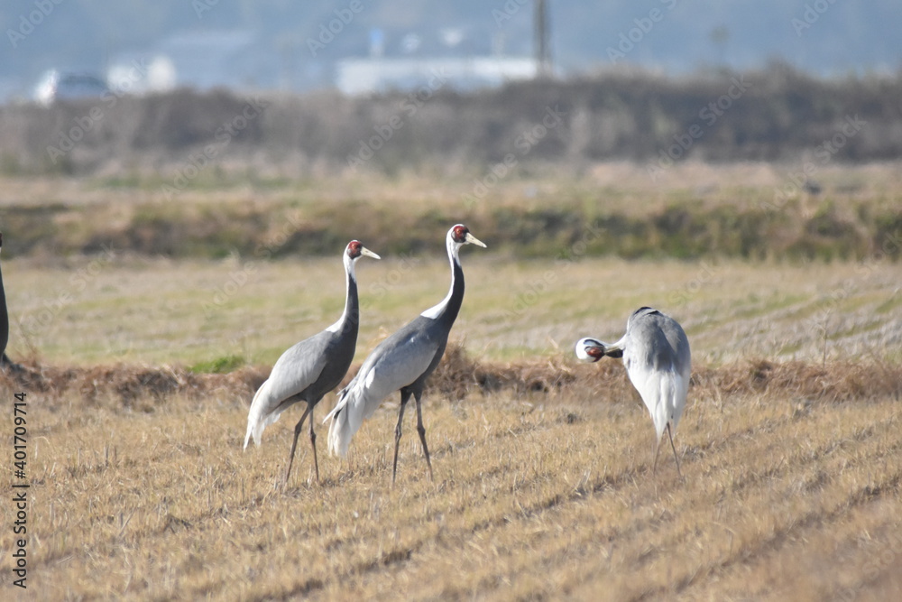 日本飛来する渡り鳥　鶴　鹿児島県出水平野