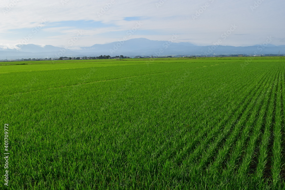 田園風景 山形県庄内平野