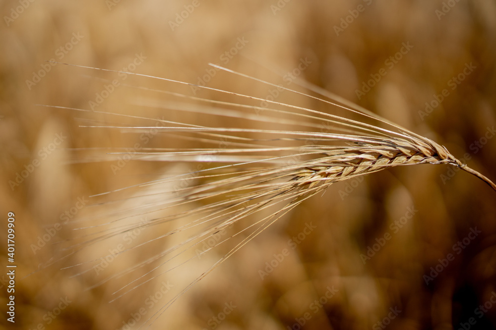 Close up of stems of gold and ripe rye. Concept of great harvest and productive seed industry Close up of stems of gold and ripe rye. Concept of great harvest and productive seed industry