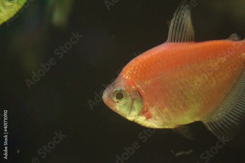 Gymnocorymbus ternetzi glo fish in aquarium