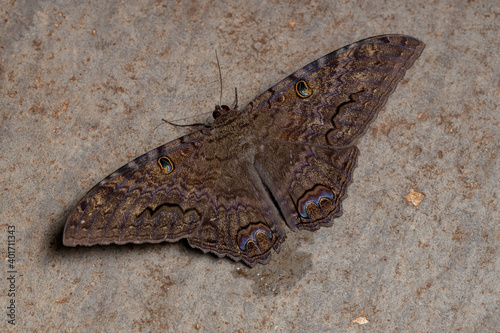 Black Witch moth photo