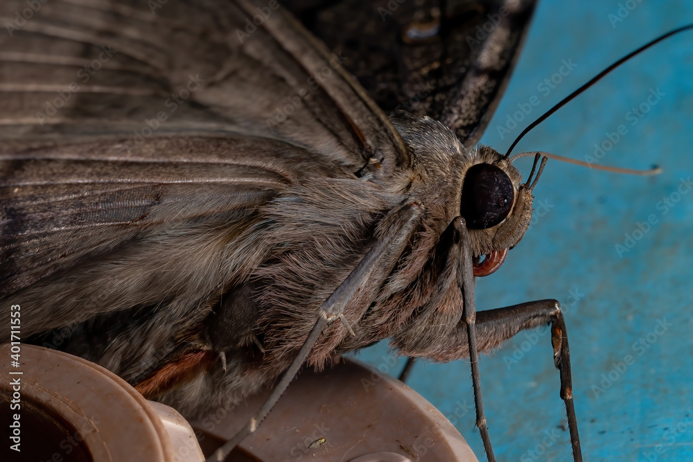 Black Witch moth Stock Photo | Adobe Stock