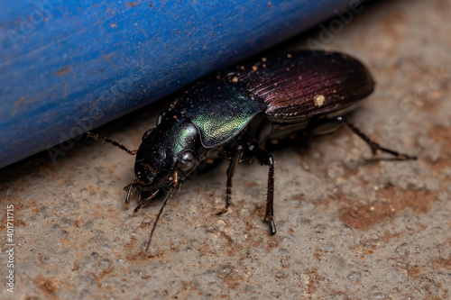 Adult Ground Beetle photo