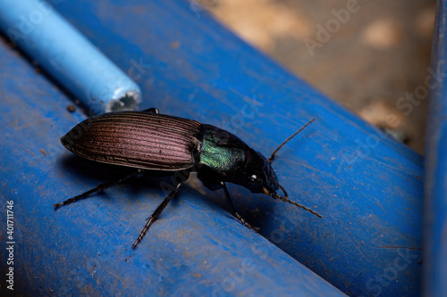 Adult Ground Beetle photo