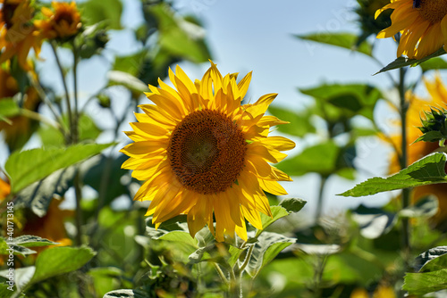 Sonnenblume im Gegenlicht ein Leben in Bayern