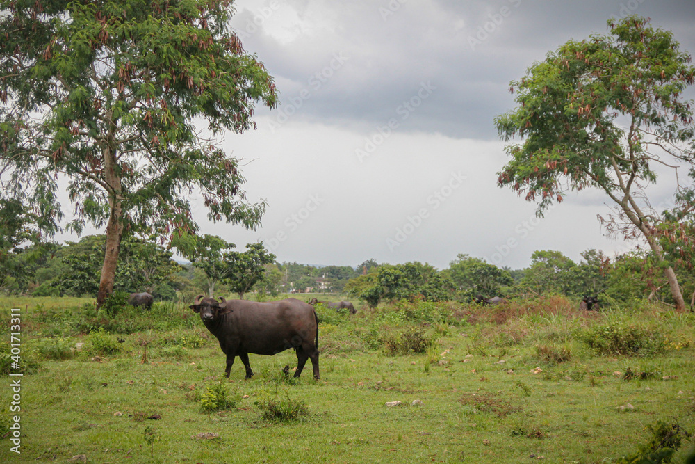 buffalo farm Cuba grazing free ranging cattle buffalo farm Cuba grazing free ranging cattle