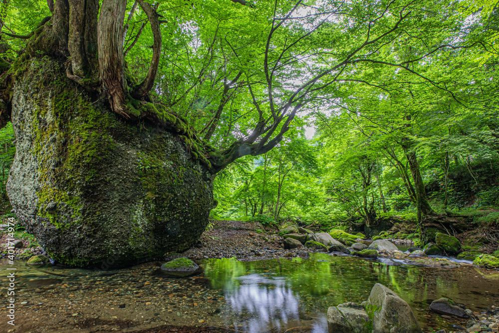 Obraz premium ネコバリ岩