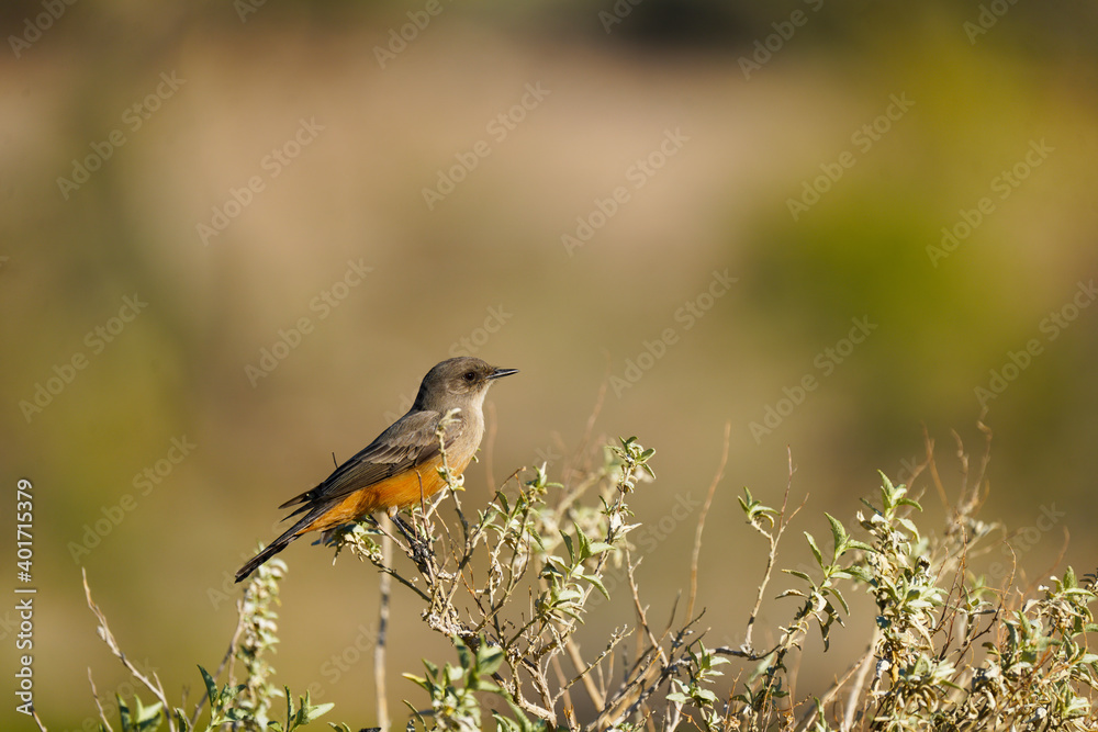 Say's Phoebe basking in the Arizona sunshine Say's Phoebe basking in the Arizona sunshine
