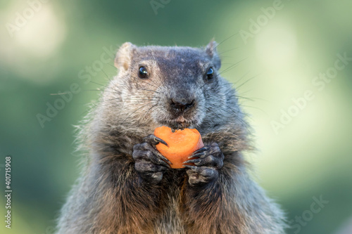 Groundhog, Marmota monax, closeup center holding carrot near mouth clean background photo