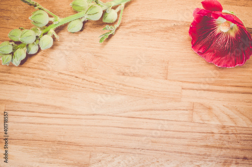 A top view of copy space with  hollyhock flowers and buds on a wooden background - still life photo