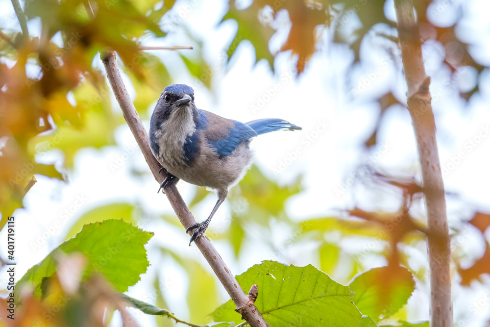 Obraz premium California Scrub Jay