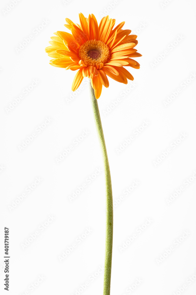 Naklejka premium ガーベラ オレンジ