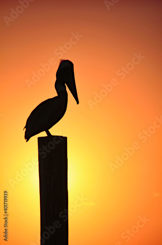 Perched pelican