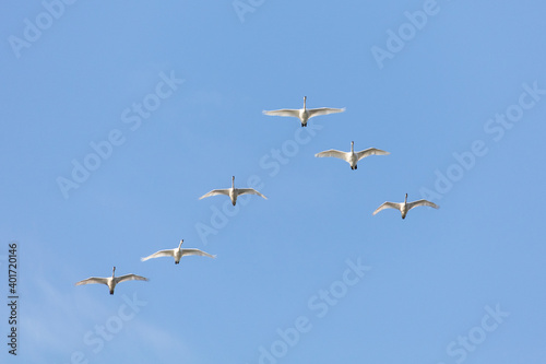 flying trumpeter swan