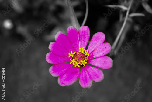 pink and white flower