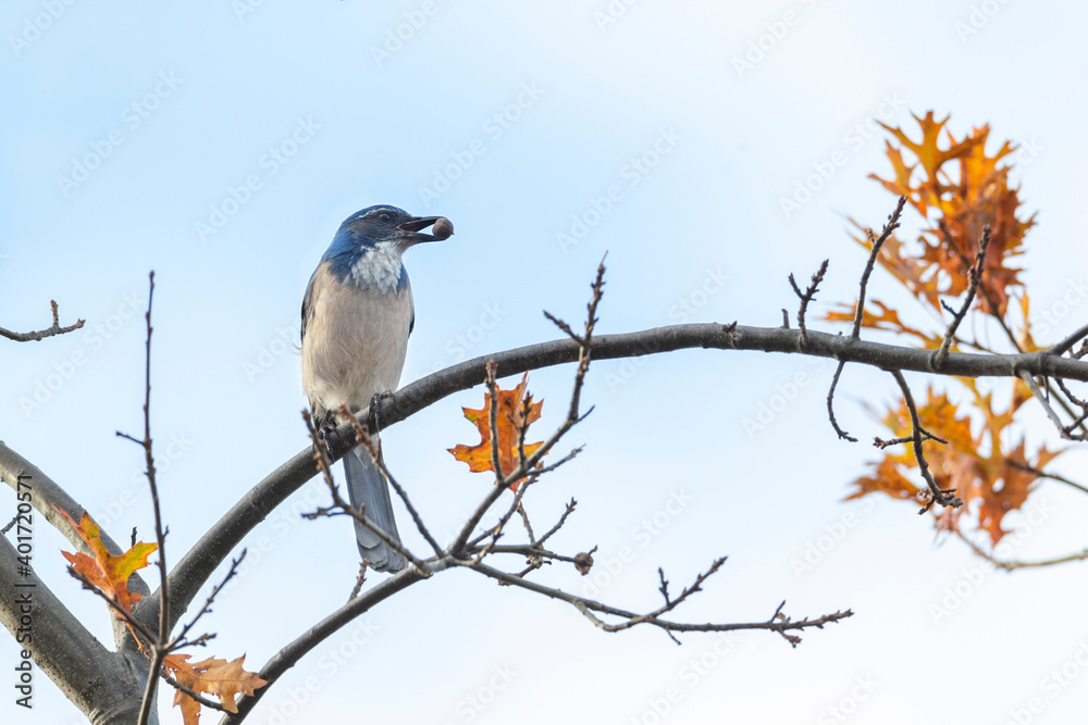 California Scrub Jay California Scrub Jay
